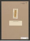 Navicula spathifera Grove et Sturt. (de-Toni-Nr.: Genus 1, Species 204) Zeichnungen Sammlung Grunow Nr. 523 (NHMW-BOT-W0366870)